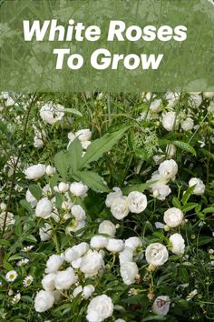 white roses are growing in the grass with text overlay that reads, white roses to grow