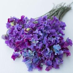 purple flowers are laying on a white surface