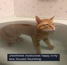 an orange cat sitting in a bathtub with its eyes closed