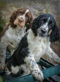 two black and white dogs sitting on top of a green crate next to each other