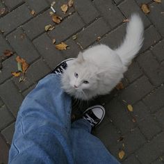 a white cat sitting on top of someone's feet