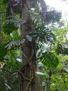 a tree that has some kind of plant growing on it's side in the forest