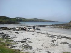 some cows are laying on the sand by the water