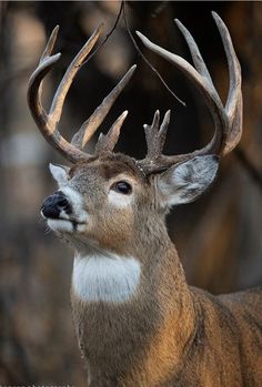 a close up of a deer with antlers on it's head