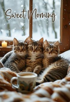 three kittens are laying on a blanket in front of a window with the words sweet morning