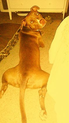 a brown dog laying on the floor next to a bed