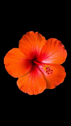 an orange flower with red stamens in the center on a black back ground