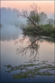 a lake with lily pads in the foreground and trees reflected in the water on a foggy day