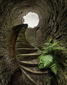 a spiral staircase in the middle of a stone tunnel with ferns growing out of it