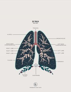 the lungs are labeled in different languages and their corresponding parts, as well as labels