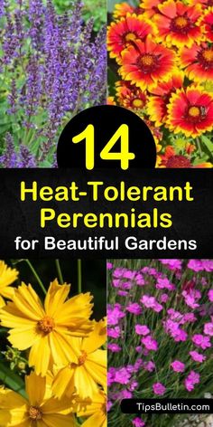 14 Heat-Tolerant Perennials for Beautiful Gardens Heat Tolerant Perennials, Heat Tolerant Flowers, Heat Tolerant Plants, Perennial Garden Plans, Drought Tolerant Perennials, Full Sun Perennials, Best Perennials, Sun Perennials, Perennial Flowers