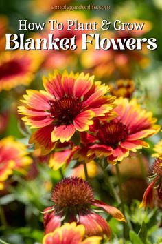 flowers with the title how to plant and grow blanket flowers