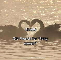 two swans floating in the water making a heart shape with their necks, and text reading linette old french for fairy, nymph