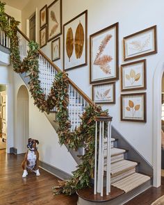 a dog sitting on the floor in front of a staircase decorated with christmas garland and greenery