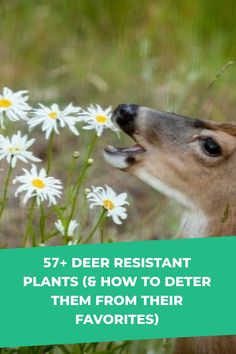 a deer smelling some daisies with the words, 53 deer resistant plants & how to deter them from their favorites