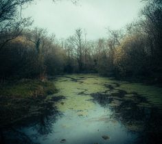 a swampy area with trees and water in the foreground