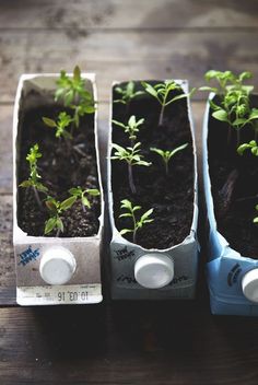 three planters with small plants in them sitting on a wooden table next to each other