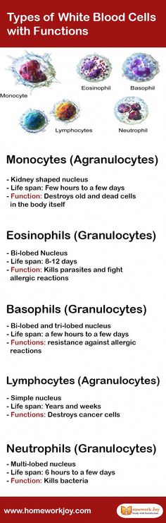 an info sheet with different types of blood cells