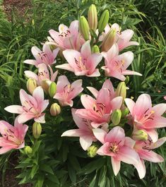 pink flowers are blooming in the garden