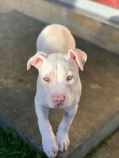 a white dog standing on top of a cement slab