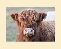 a brown cow standing on top of a lush green field