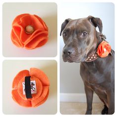 there are three pictures of a dog with an orange flower on it's collar