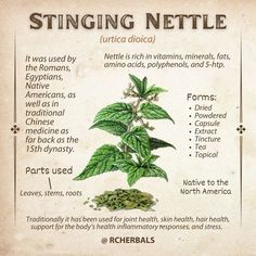 a poster describing the benefits of stinging nettle