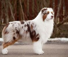 a brown and white dog standing on top of a street