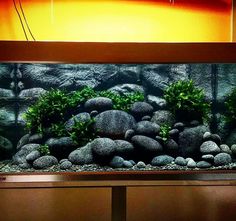 an aquarium with rocks and plants in it