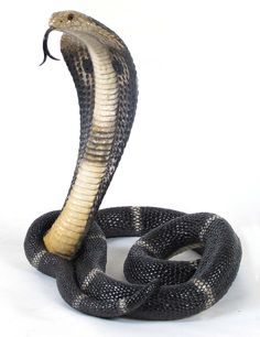 a black and white snake with it's mouth open