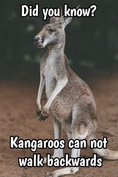 a kangaroo standing on its hind legs with the caption did you know? kangarooos can not walk backwardss