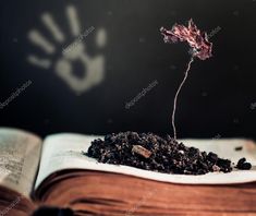 an open book with a plant sprouting out of it on top of dirt