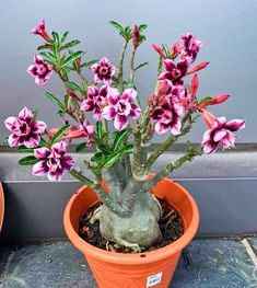 there is a potted plant with pink flowers in it on the ground next to another potted plant