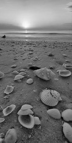 seashells on the beach at sunset in black and white