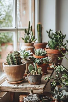 many potted plants sit on a window sill