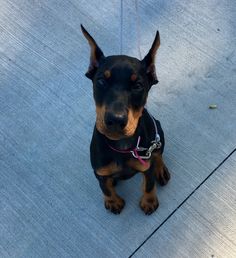 a small black and brown dog sitting on top of a cement floor next to a leash