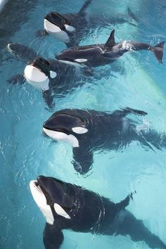 four orca whales swimming in the water together with their heads above the water's surface