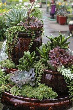 there are many succulents in the potted planter