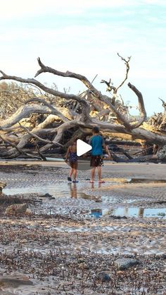 two people are walking in the water near some dead trees and debris on the beach