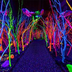 colorful trees are lit up at night in an indoor area with blue and green lights