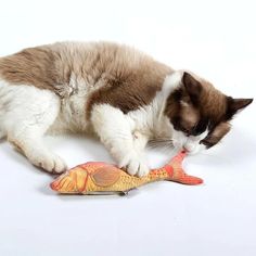 a cat is playing with a fish toy