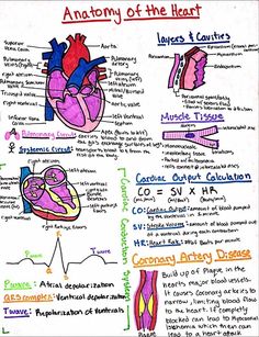 the anatomy of the heart is shown in this handwritten diagram, which shows how it works