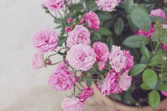 pink flowers in a pot on the ground