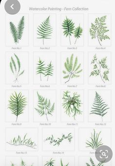 the watercolor painting fern collection is shown in green and has many different types of leaves