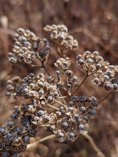 a close up of a plant with small flowers in the foreground and brown grass in the background