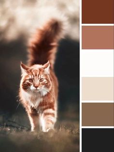 a cat walking across a grass covered field next to a forest filled with brown and white colors