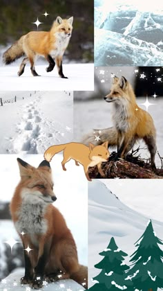 four different pictures of foxes in the snow