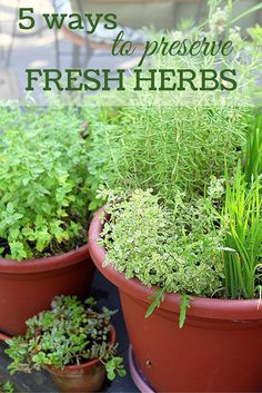 several potted plants with the words grow a perennial herb garden anywhere