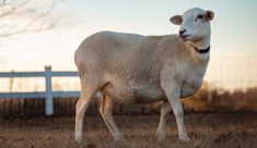 a white sheep standing on top of a dry grass field