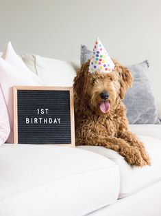 a dog with a birthday hat sitting on a couch next to a sign that says 1st birthday